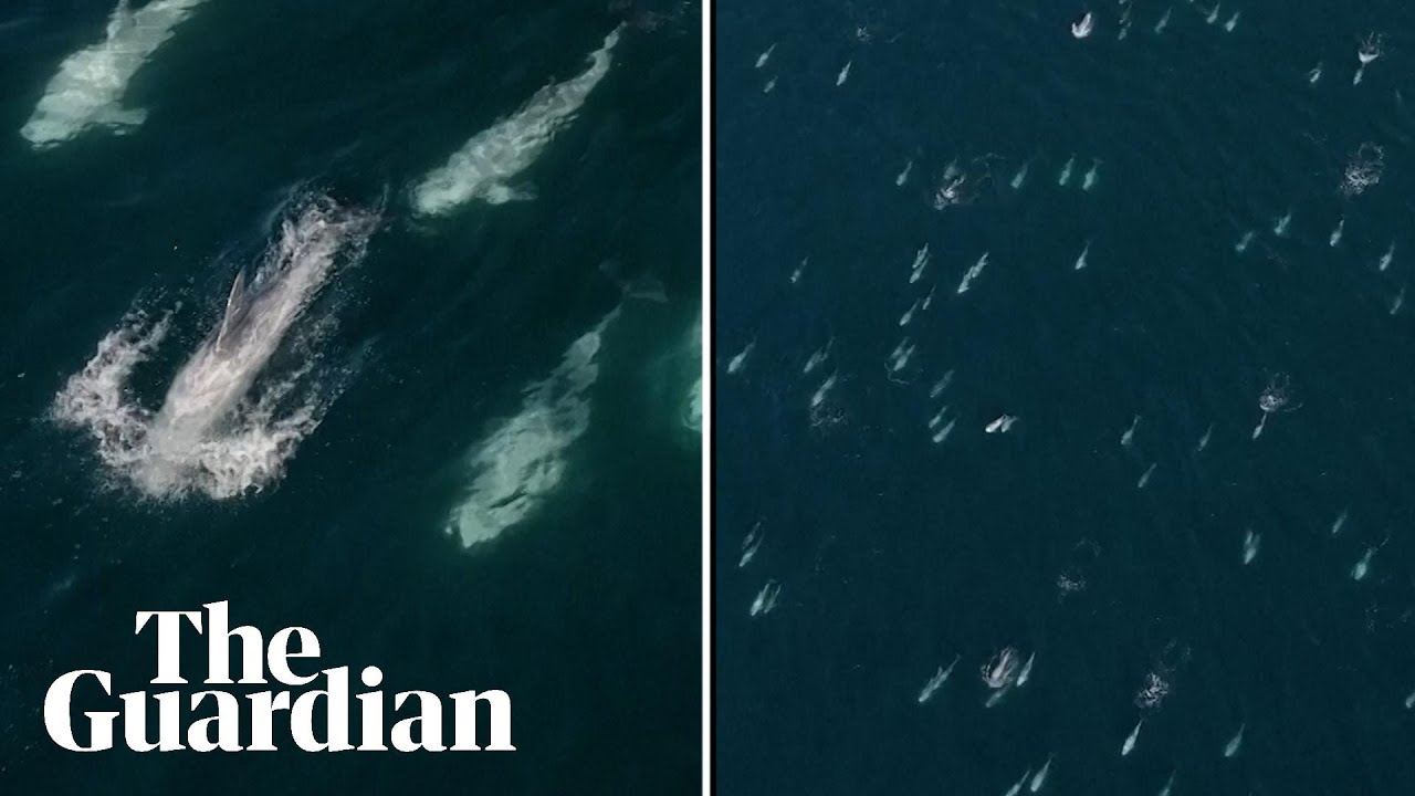Drone footage captures rare 'super pod' of more than 1,500 dolphins off California's coast