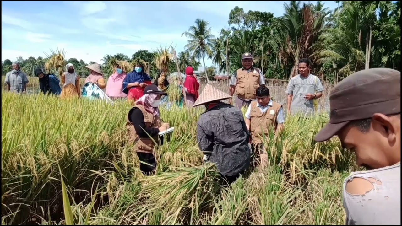 Video Dekumenter Pengambilan Ubinan Tanaman Padi dengan Metode KSA@yuskarina1005