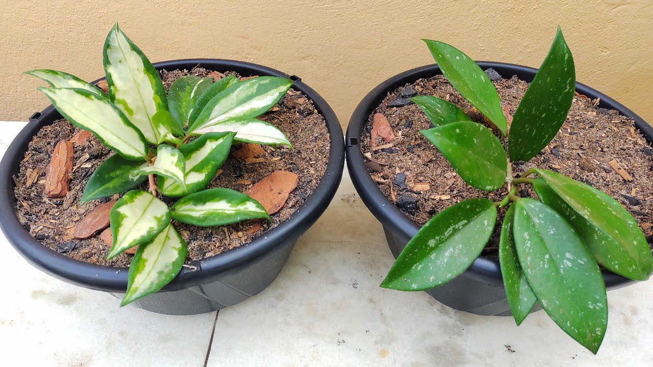 Flor de cera: como plantar e cuidar