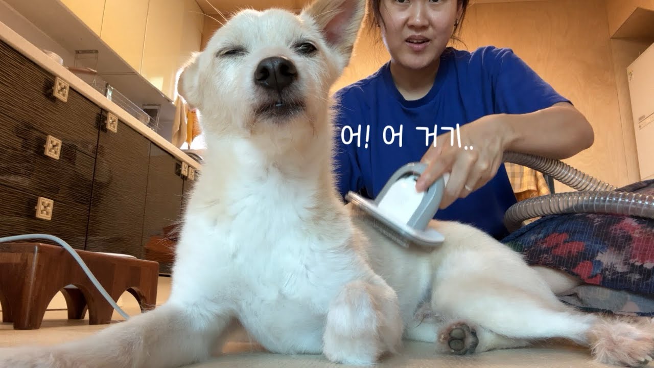 집사야 등 좀 시원하게 긁어봐라~