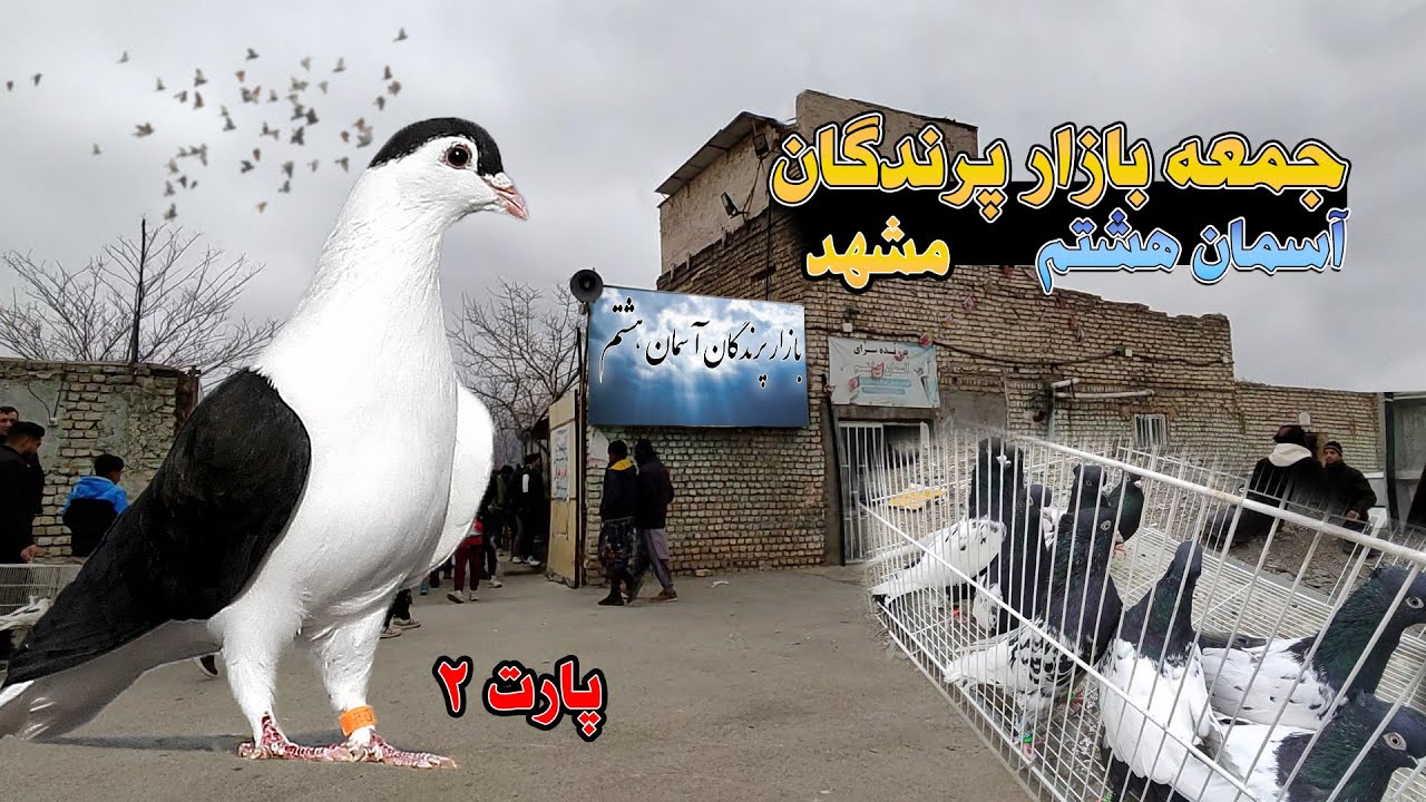 جمعه بازارپرندگان مشهد (آسمان هشتم) قسمت دوم