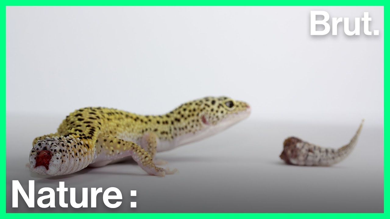 Voilà comment les lézards font repousser leur queue