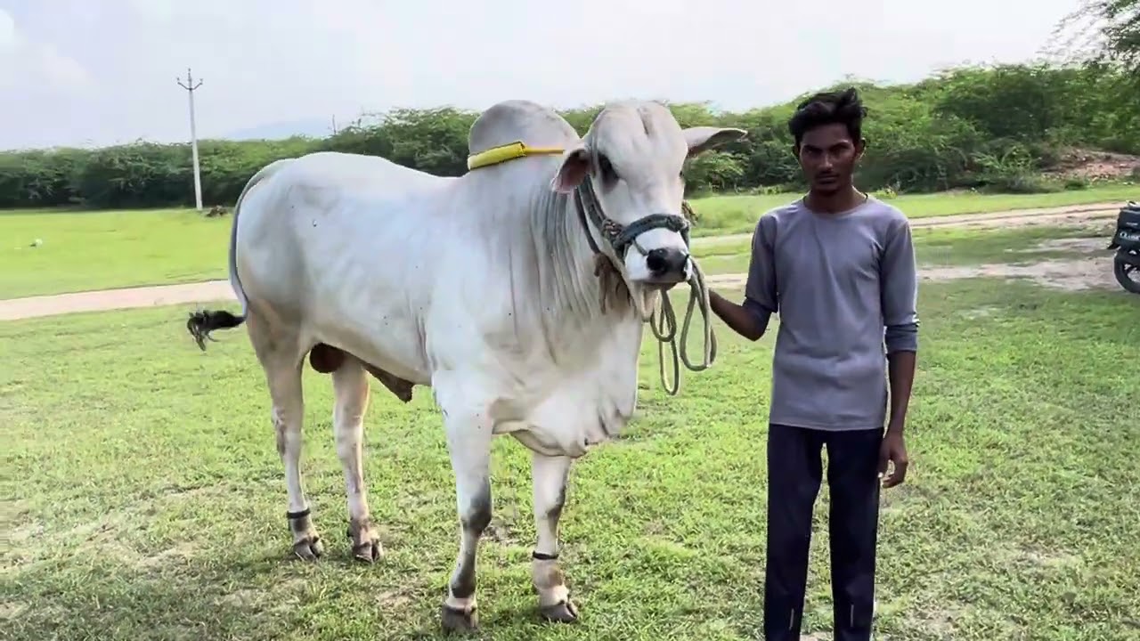 Best Quality Ongole Bulls #svrfarmsbadvel #ongolegittalu#ongolebulls #Beta with new Banda #kadapa