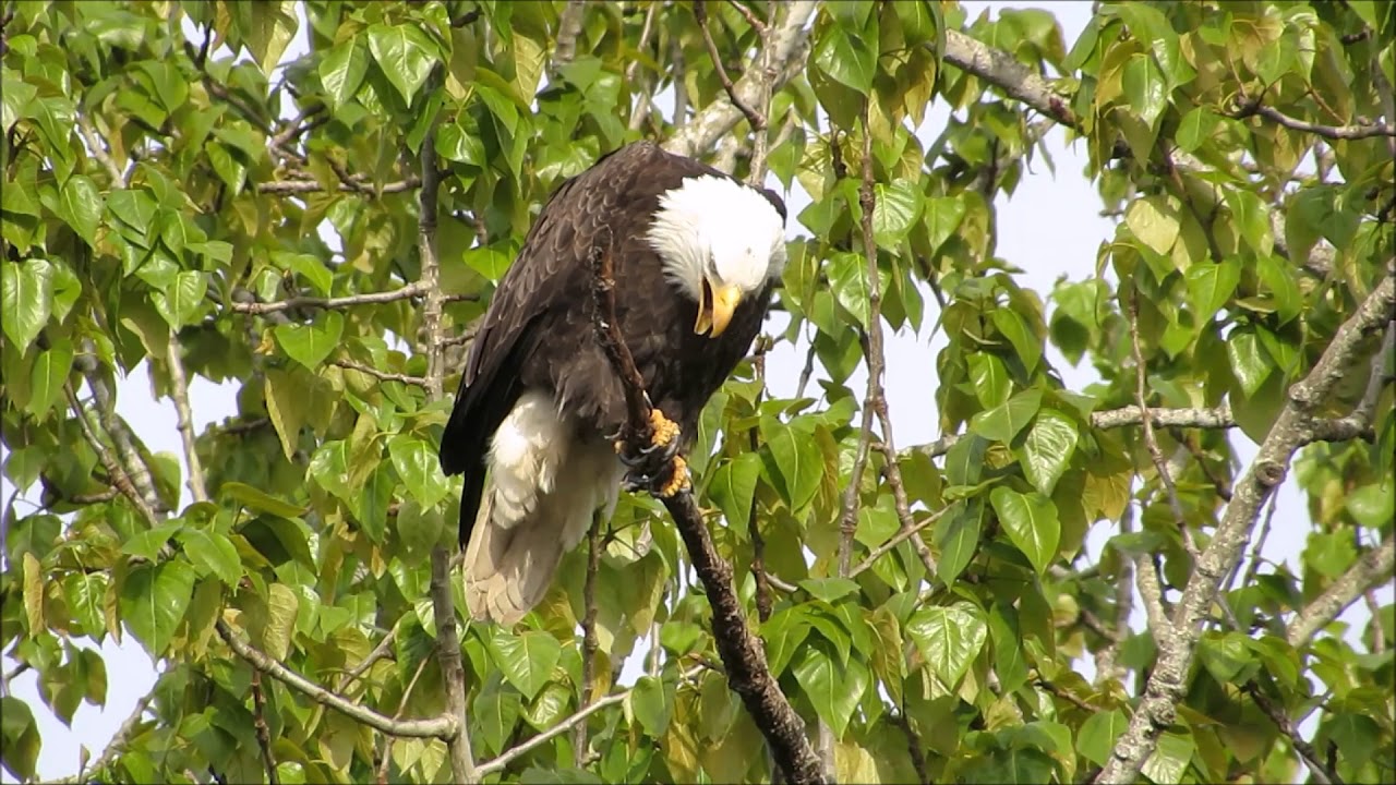 Bald Eagle Casting up a Pellet