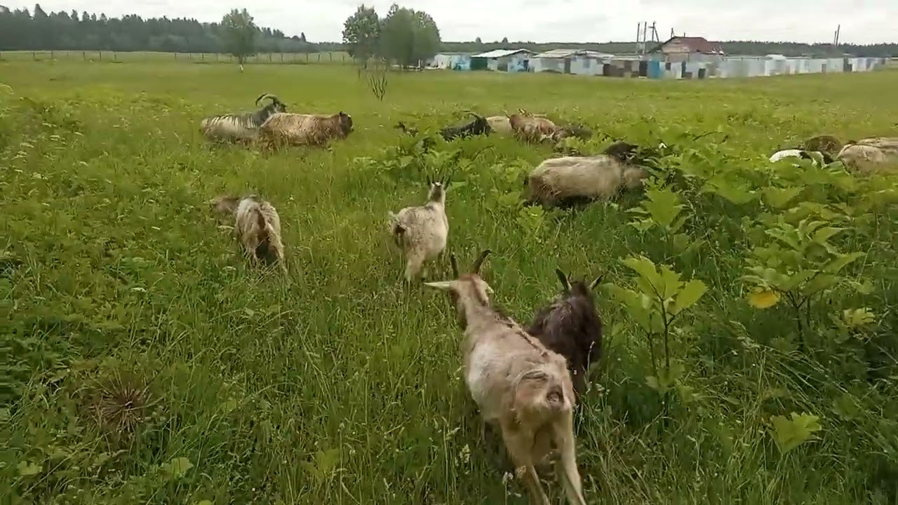 Моё Хозяйство Весенний Выпас Детёныши Звери Едят Траву Где Стадо Коз#goat#goats#farmer