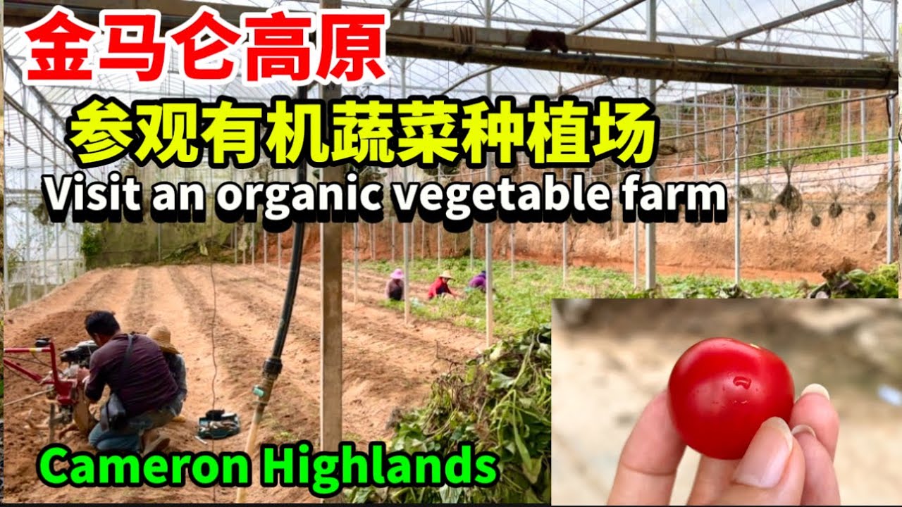 87) Touring an Organic Veggie Farm in the Cameron Highlands_Living in Malaysia 参观有机蔬菜农场_马来西亚生活_金马仑高原