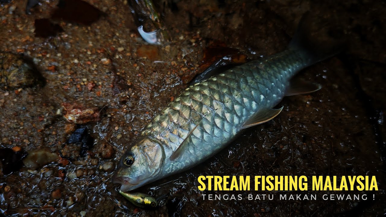 Stream Fishing Malaysia | Tengas Batu Makan Gewang !