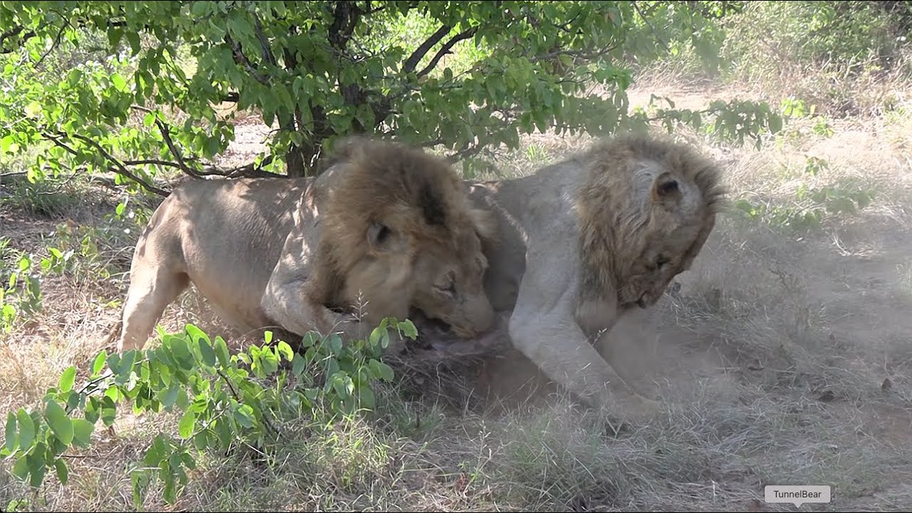 Fights, Families & Survival in the Wild - The Real Life of Lions 🦁