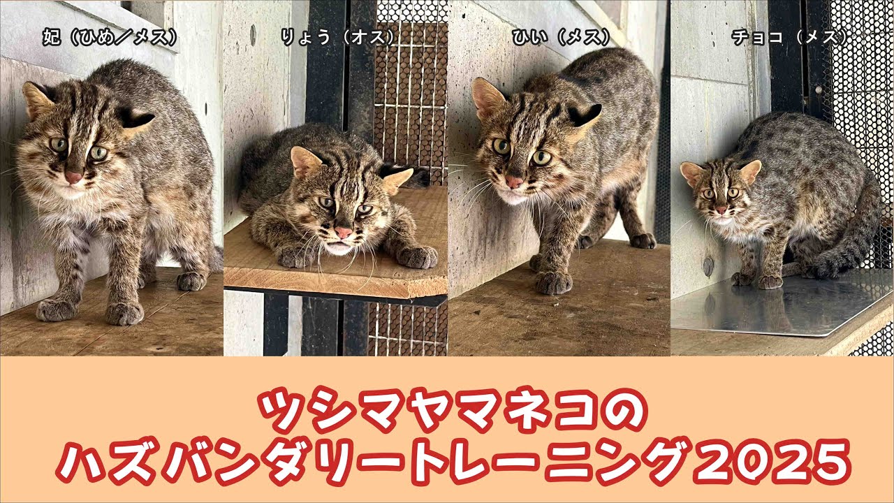【福岡市動物園】ツシマヤマネコのハズバンダリートレーニング2025