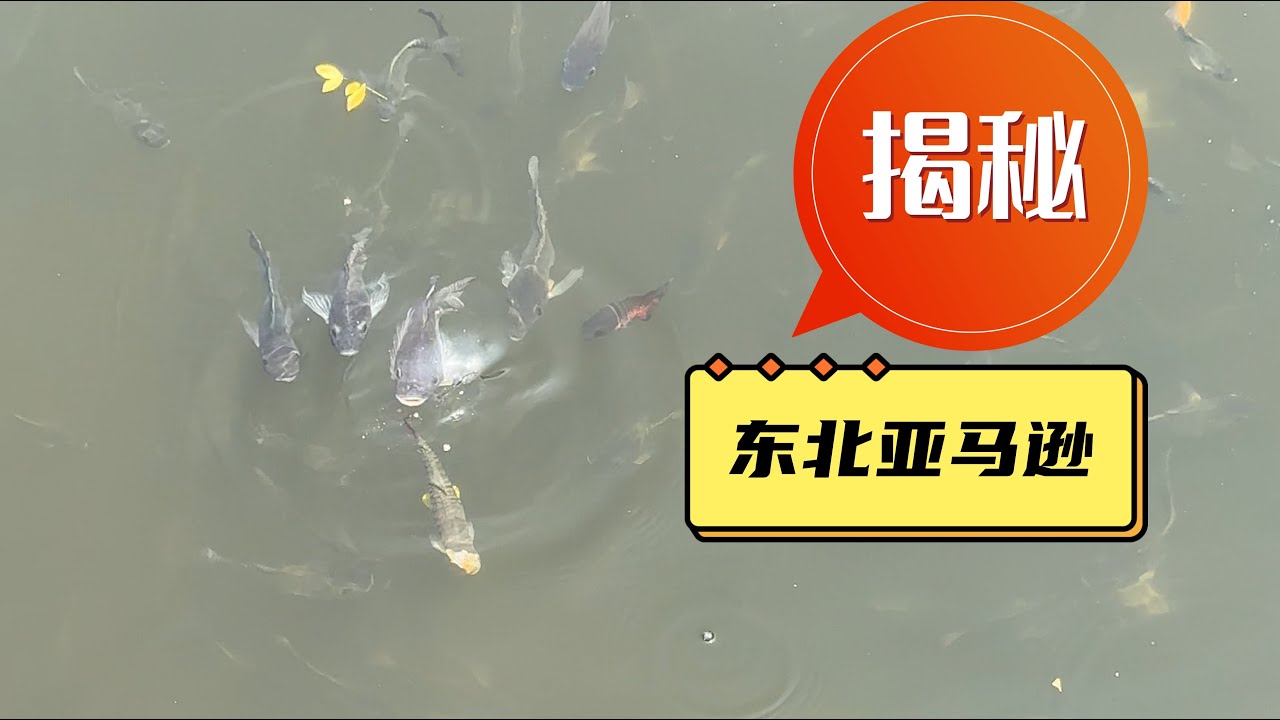 揭秘鱼友们口传心授的&ldquo;东北亚马逊&rdquo;，位置在哪里？为何冬天也能存活？能不能去捞鱼？