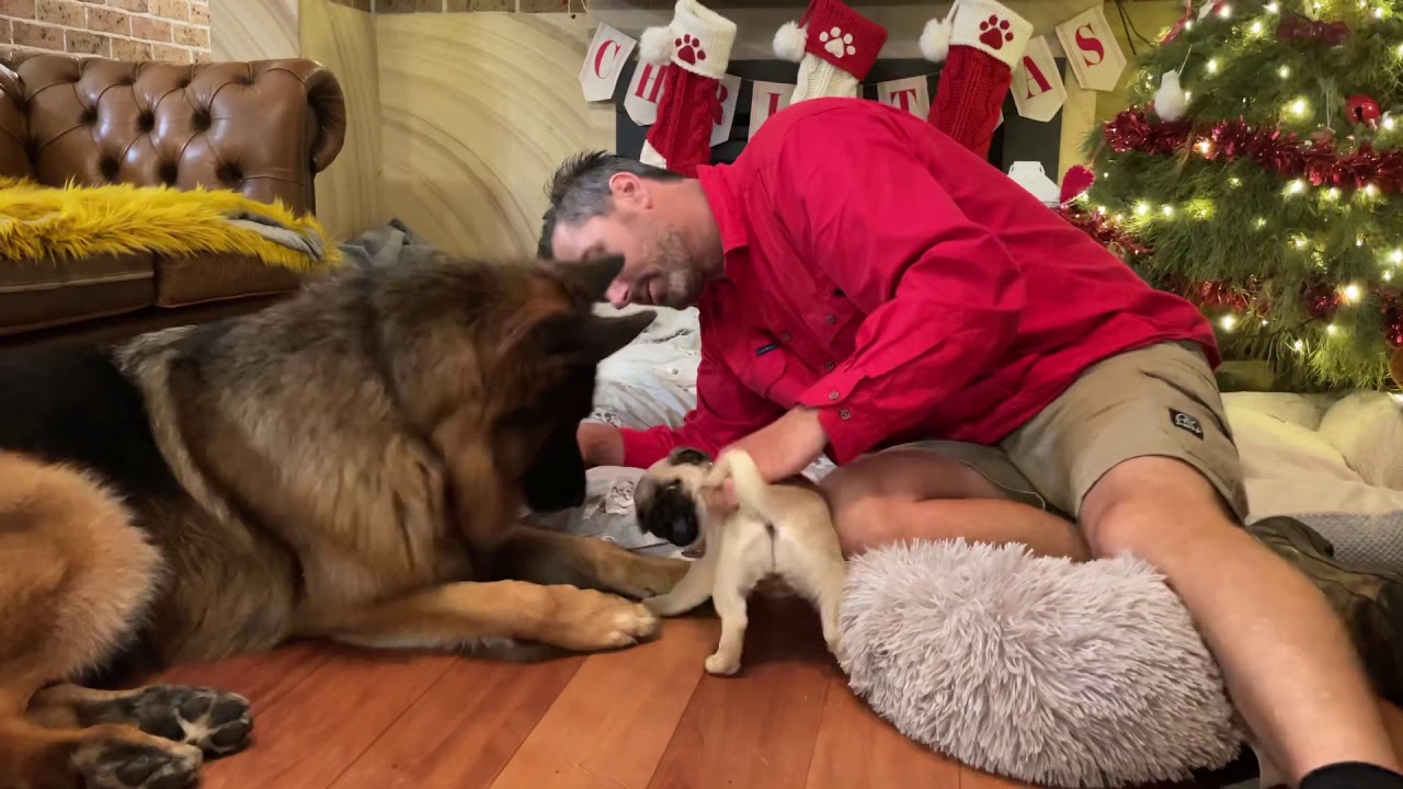 Riker and Cutie Pie play for the first time