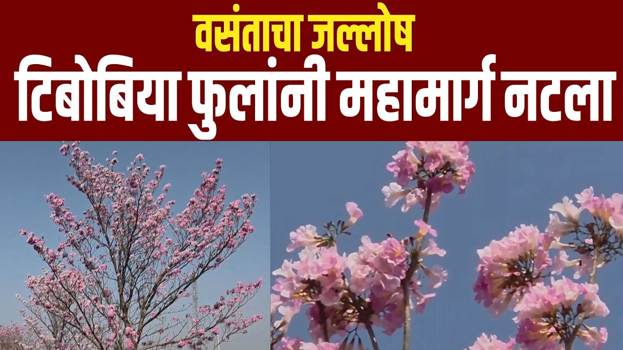 वसंताचा जल्लोष; टिबोबिया फुलांनी महामार्ग नटला | Tibebia Flowers | Solapur-Pune Highway