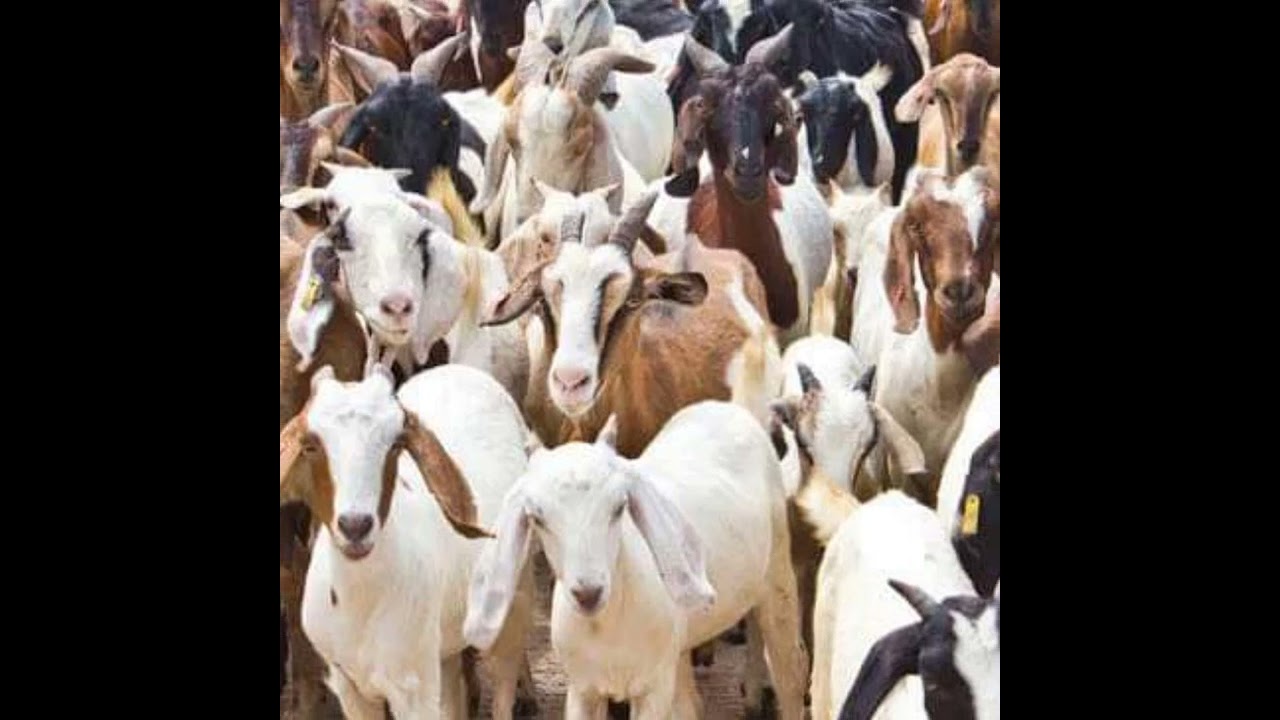 ሦስቱ የፍየል እርባታ ዘዴዎች እነማናቸው እንዴትስ የተሻለውን እንመርጣለን እና ሌሎችን የያዘ