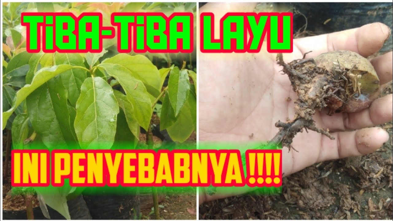 Pohon AlpuKat Tiba-Tiba Layu dan Mati