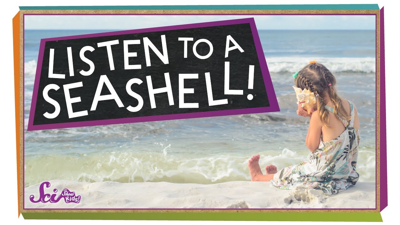 What Do You Hear in a Seashell?