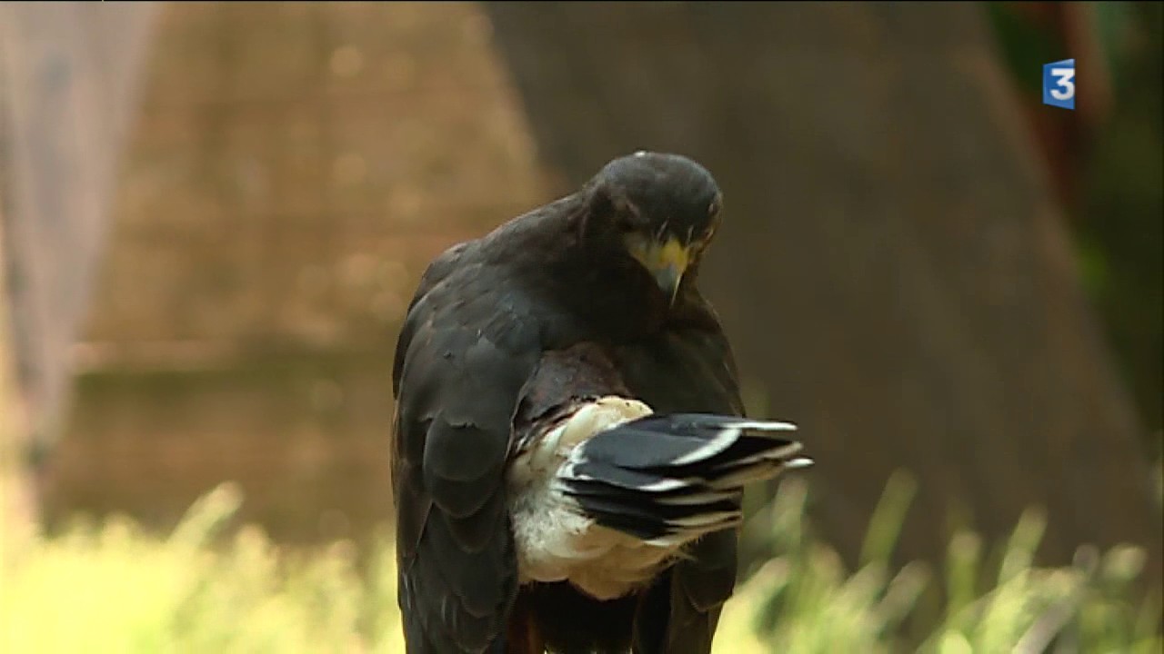 Stage de fauconnerie au Bois des Aigles dans l'Eure