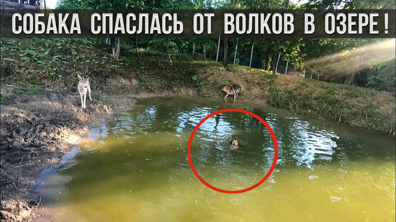 Волки загнали собаку в озеро !!! Нападение волков на собаку !!! Волки атакуют собак. Волкособ Аяврик