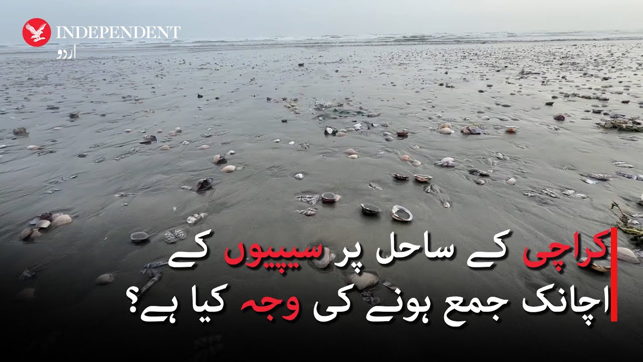 Why seashells suddenly piling up on Karachi beach?