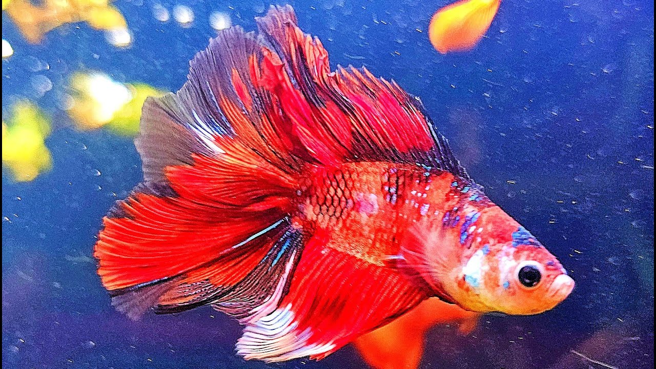 Real BETTA FISH AQUARIUM | Calming Fish Tank Water Sounds ASMR | Live Stream