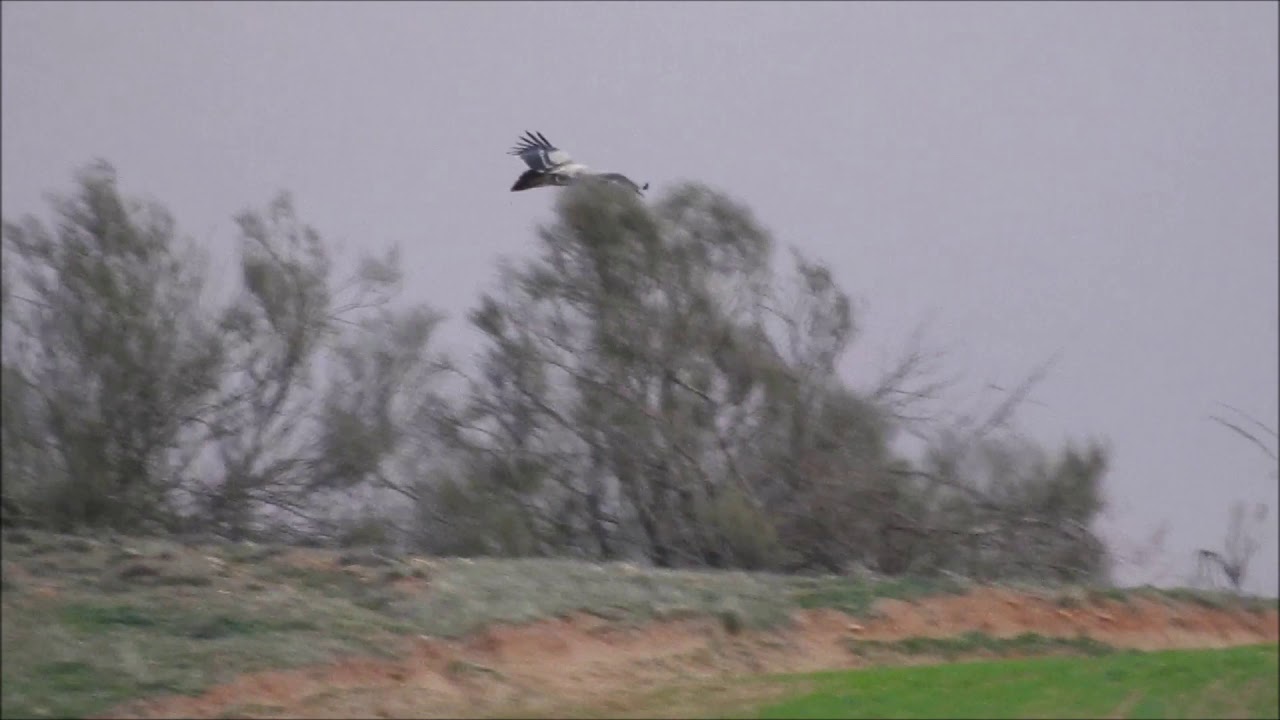 Aguila Imperial - Aguila Real
