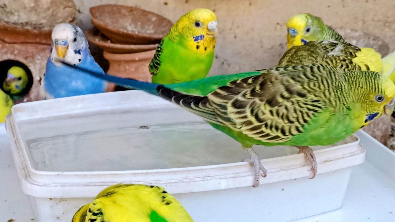 Australian Budgies Parrot Sounds | Love Birds | ASMR🦜🐦😘💕