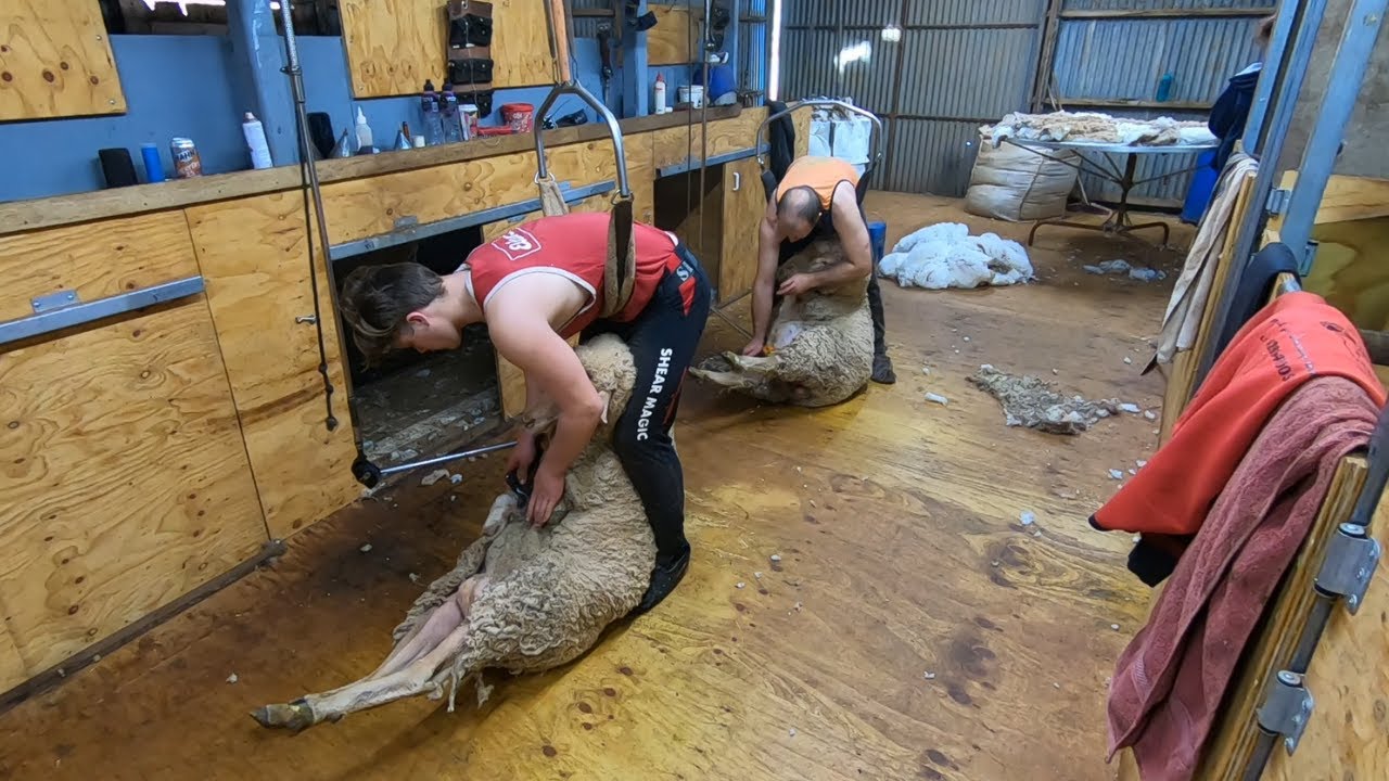 Shearing & Preparing For Lamb Marking