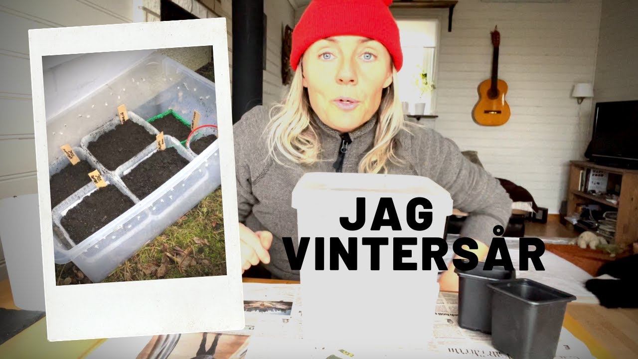 Vintersådd i plastback