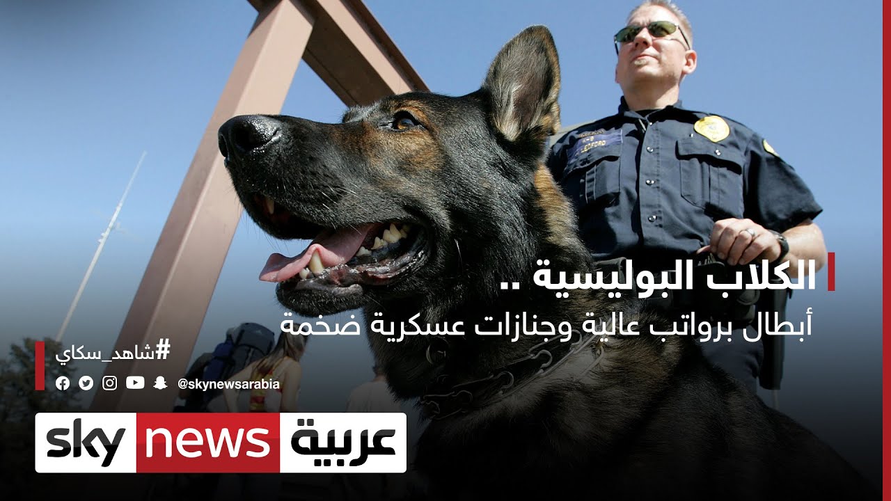 الكلاب البوليسية .. أبطال برواتب عالية وجنازات عسكرية ضخمة!