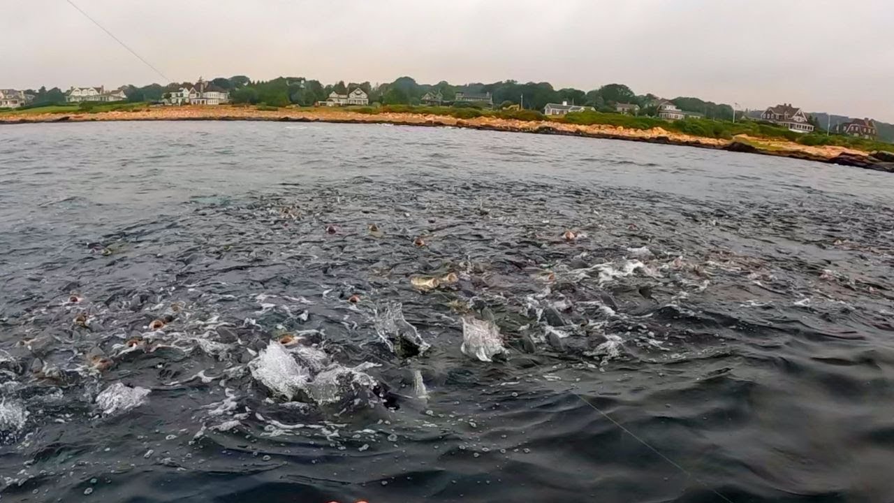 Striped Bass & Mackerel Blitzes - Tons Of Bait And Fishing Activity
