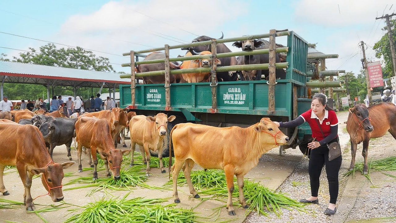 Buy 5 Big Cows from Villagers - Use Truck to Transport Cows Go to Market Sell | Đào Daily Farm