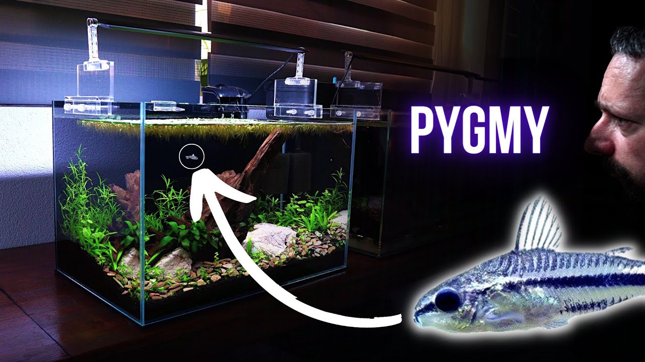 PYGMY CORYDORAS is a TINY catfish with MUSTACHE whiskers | EP2 NANO COMMUNITY AQUARIUM