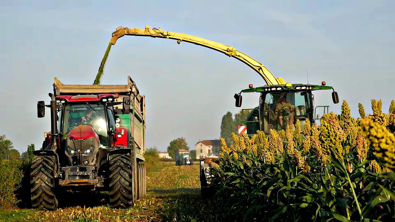 SORGO DA TRINCIATO: MASSIMA RESA, MINIMA SPESA!
