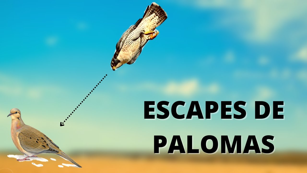 CETRERIA - Tremendos escapes de palomas a halcón peregrino 🦅, un misil 🚀💥