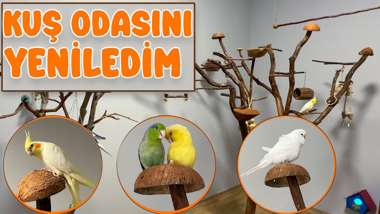 Kuş Odasını Yenileyince kuşlarım çok mutlu oldu