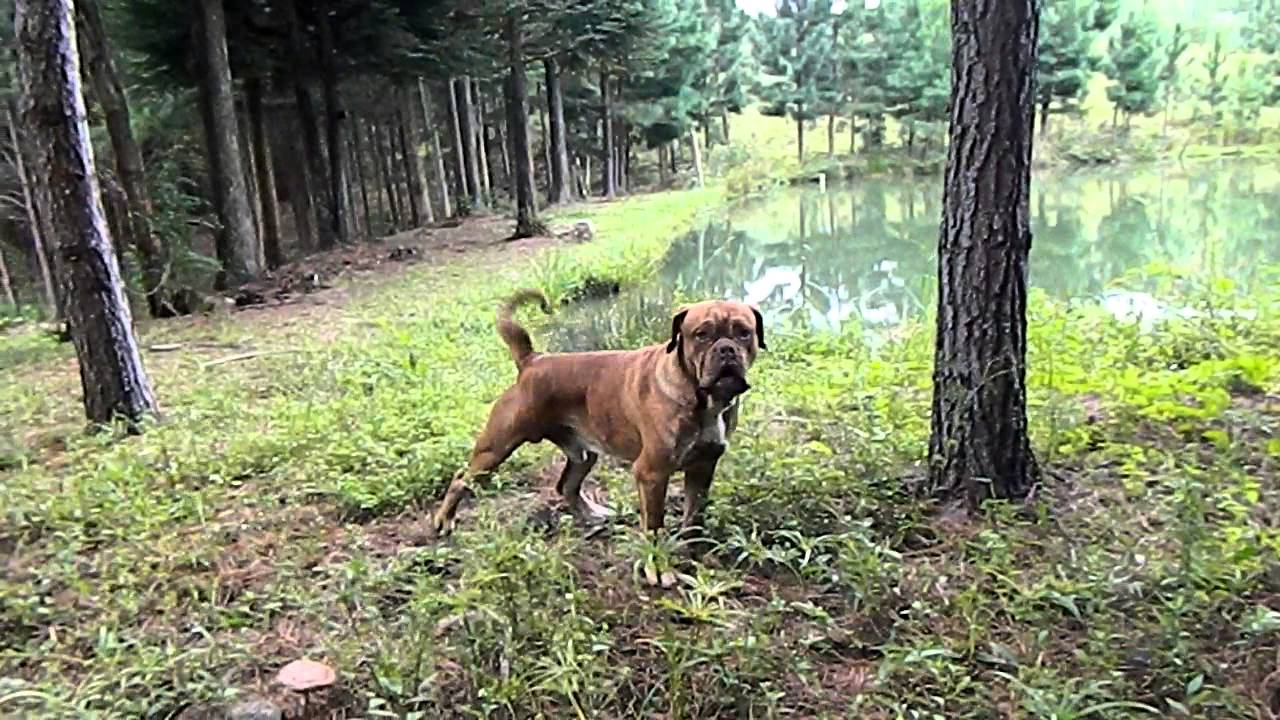 Buldogue Campeiro