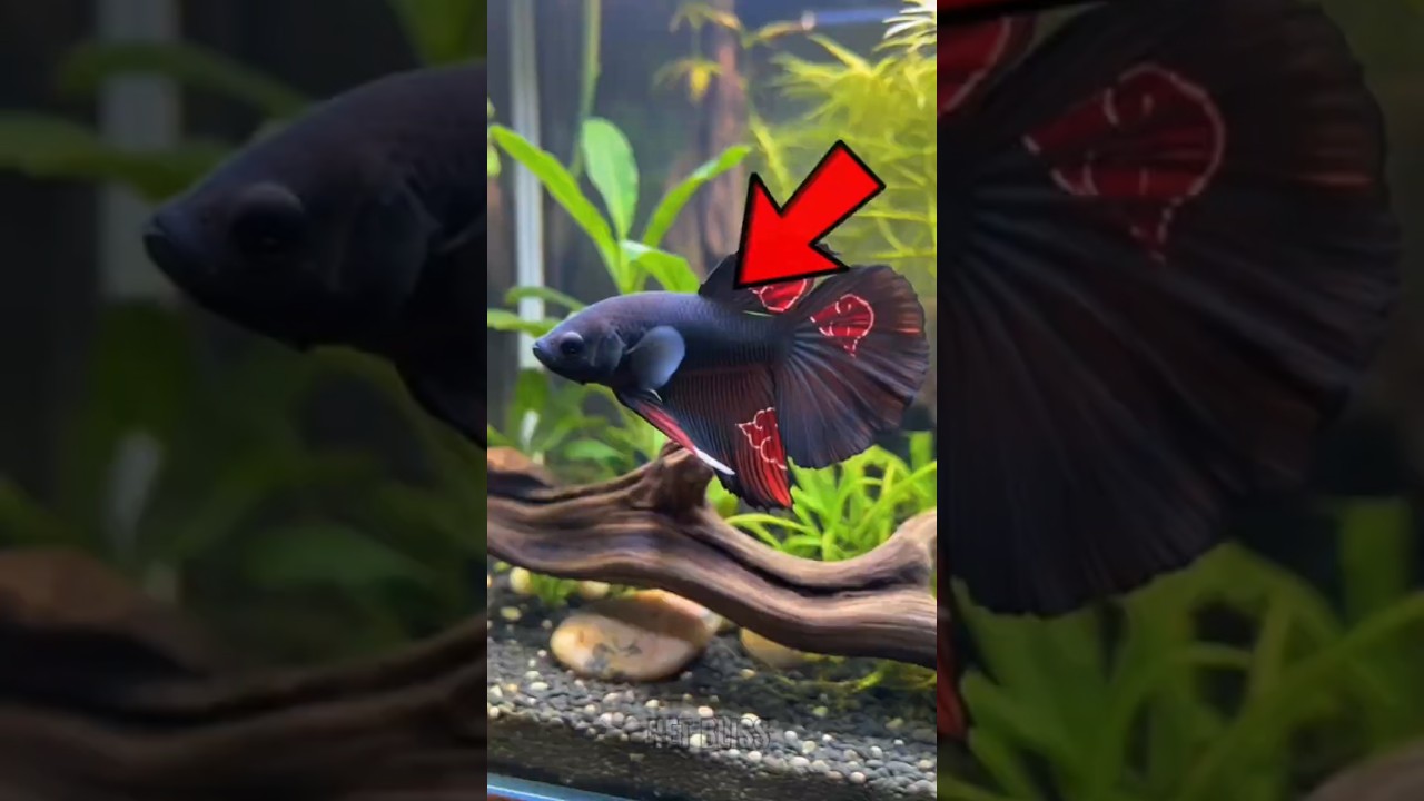 TOP 5 RAREST FISH IN THE WORLD!😨😱