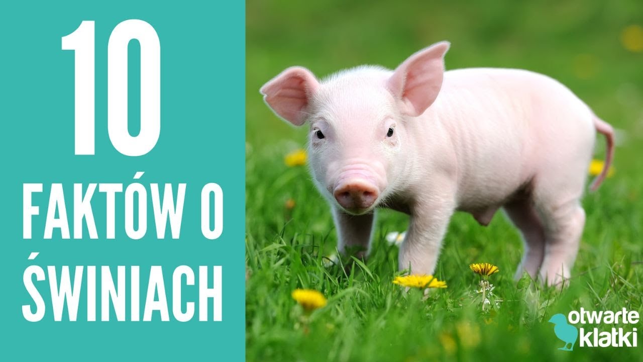 TEGO nie wiedziałeś/aś o świniach! 10 faktów na temat świń