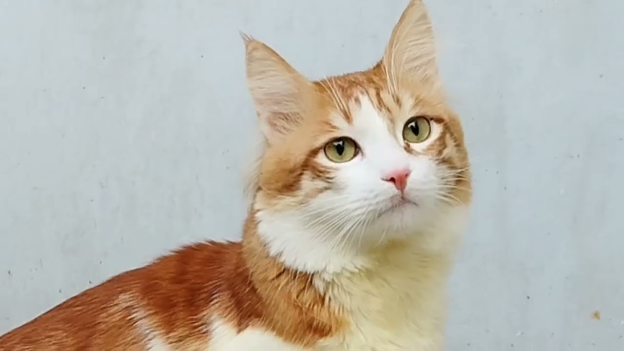 A Day in the Life of My Cat