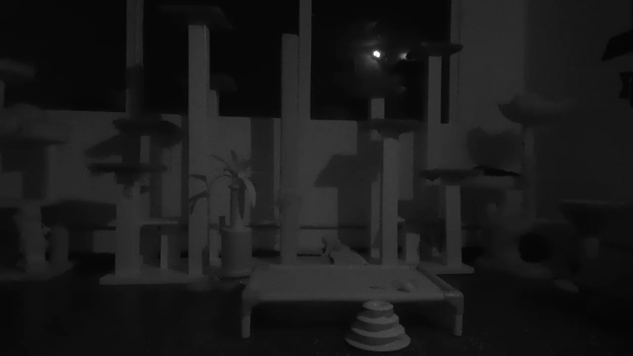 Cats in a Room | Calm Background Video