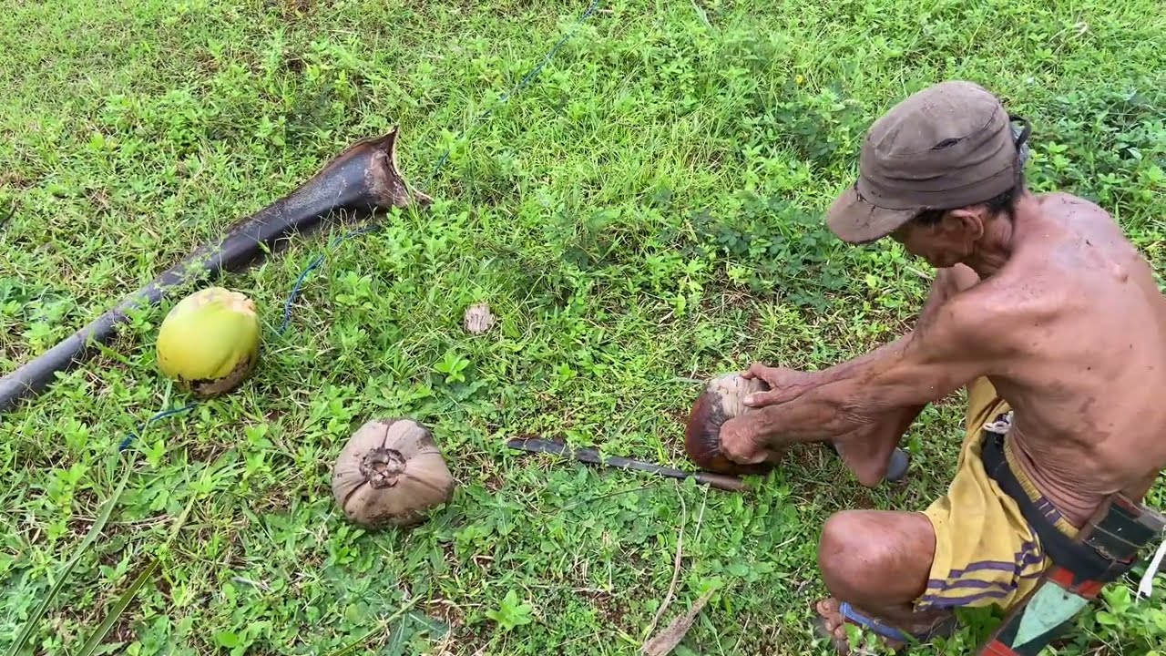 How Coconuts Are Harvested in Rural Village | Traditional Farming Life