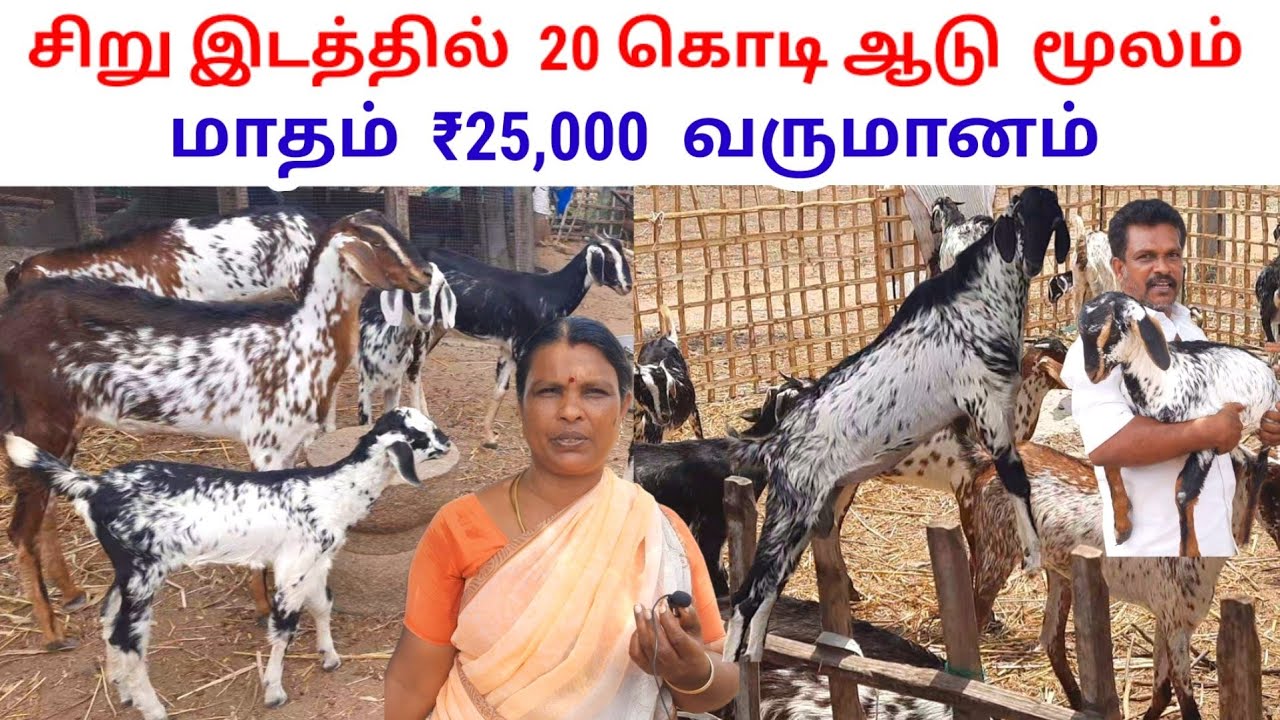 20 தாய் கொடி ஆடு, மூலம் மாதம் ₹25,000 ,வருமானம் எடுக்கும் ,பெண்மணி  / @tamilvivasayi