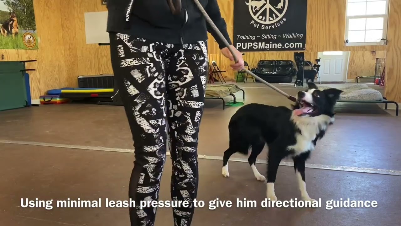 Prong collar intro with 7 month old Border Collie - Balanced Dog Training