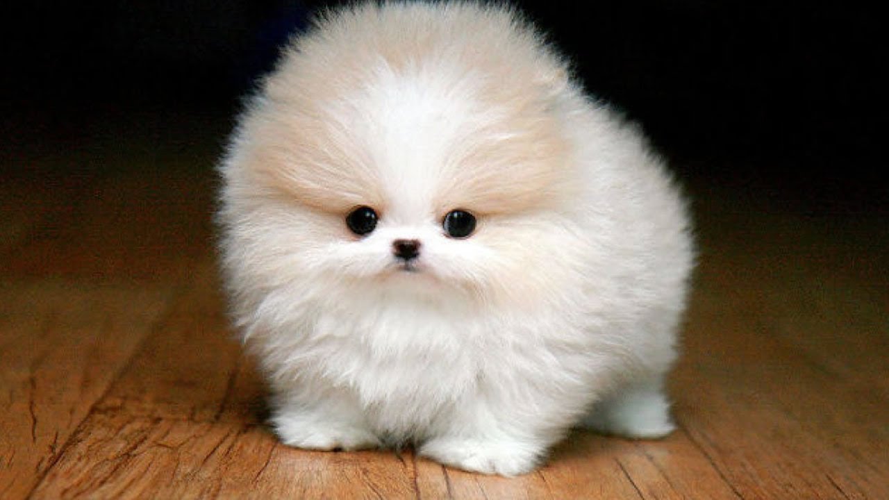 10  Races De Chiens Miniatures Que Vous Ne Croirez Pas Existent