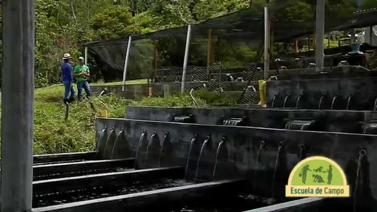 #EscuelaDeCampo |  Piscicultura y emprendimiento