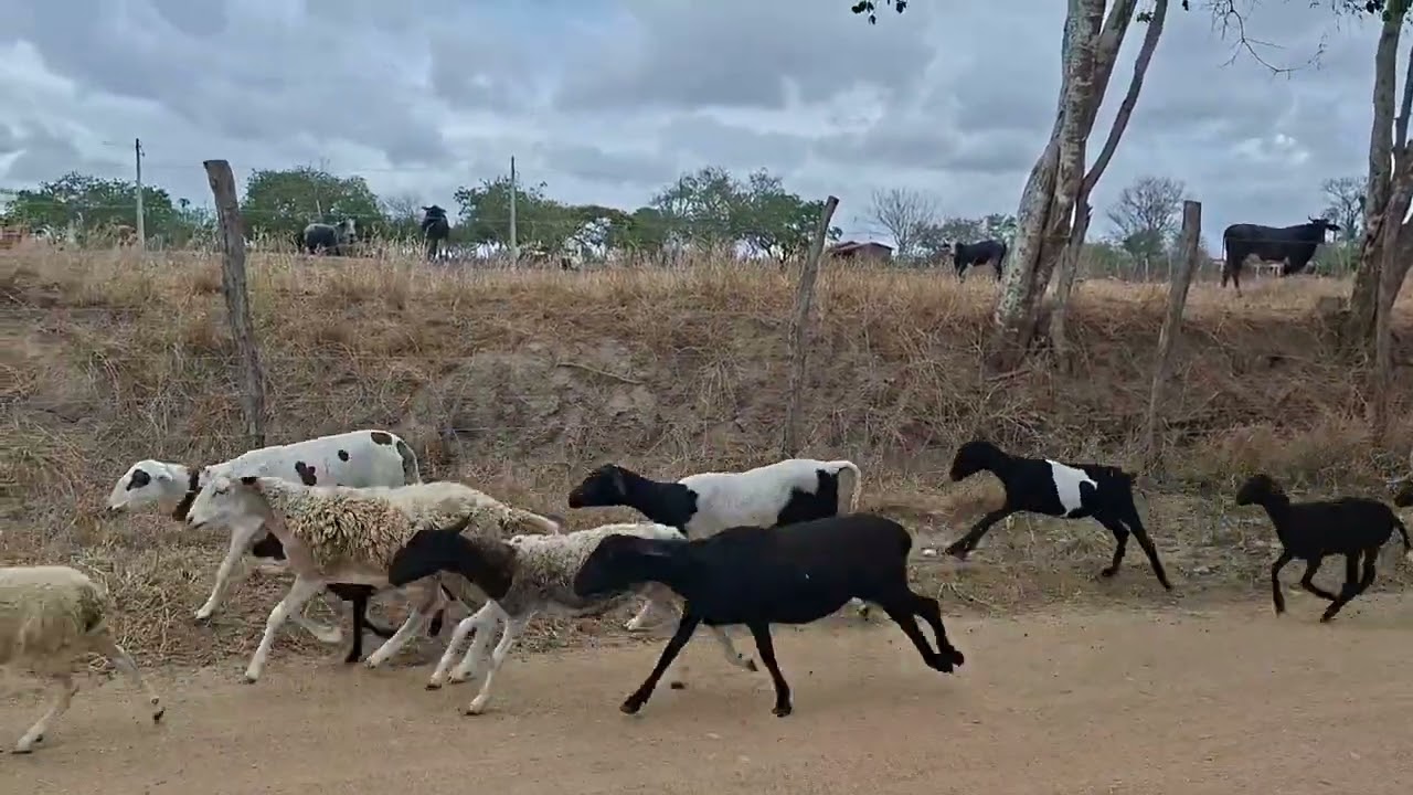 As ovelhas são resistente 