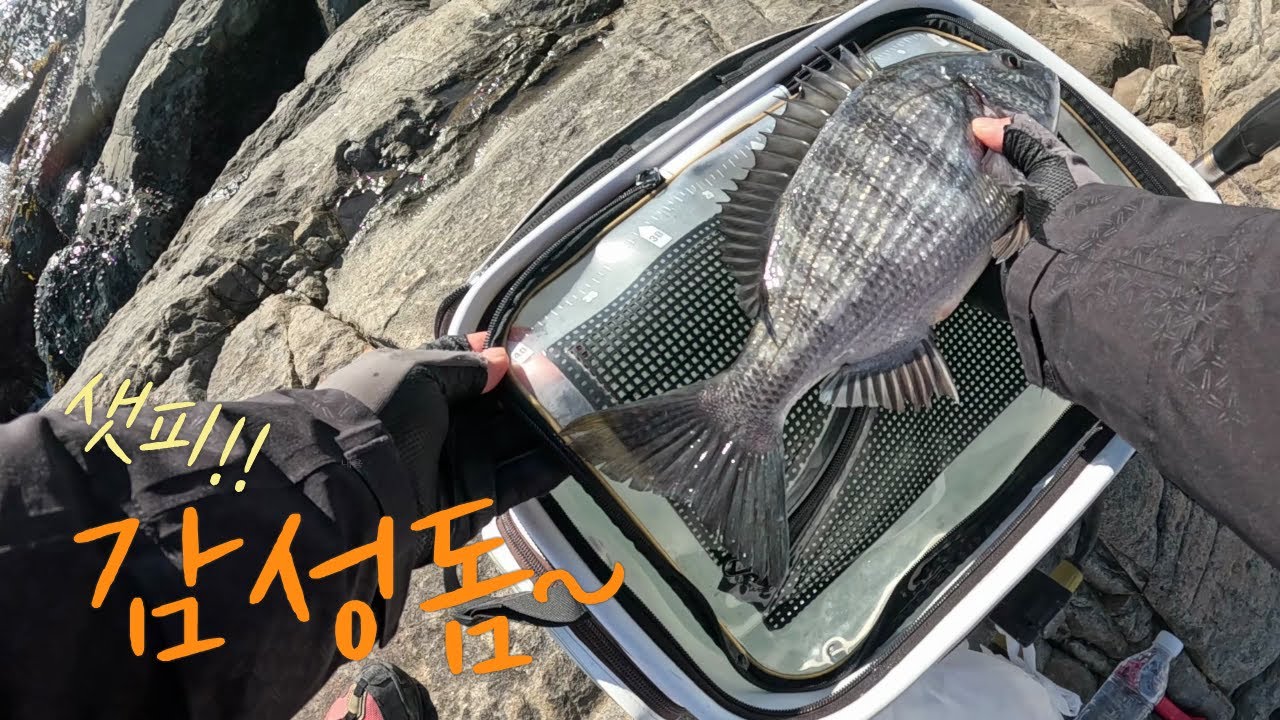 감성돔 낚시(겨울철)