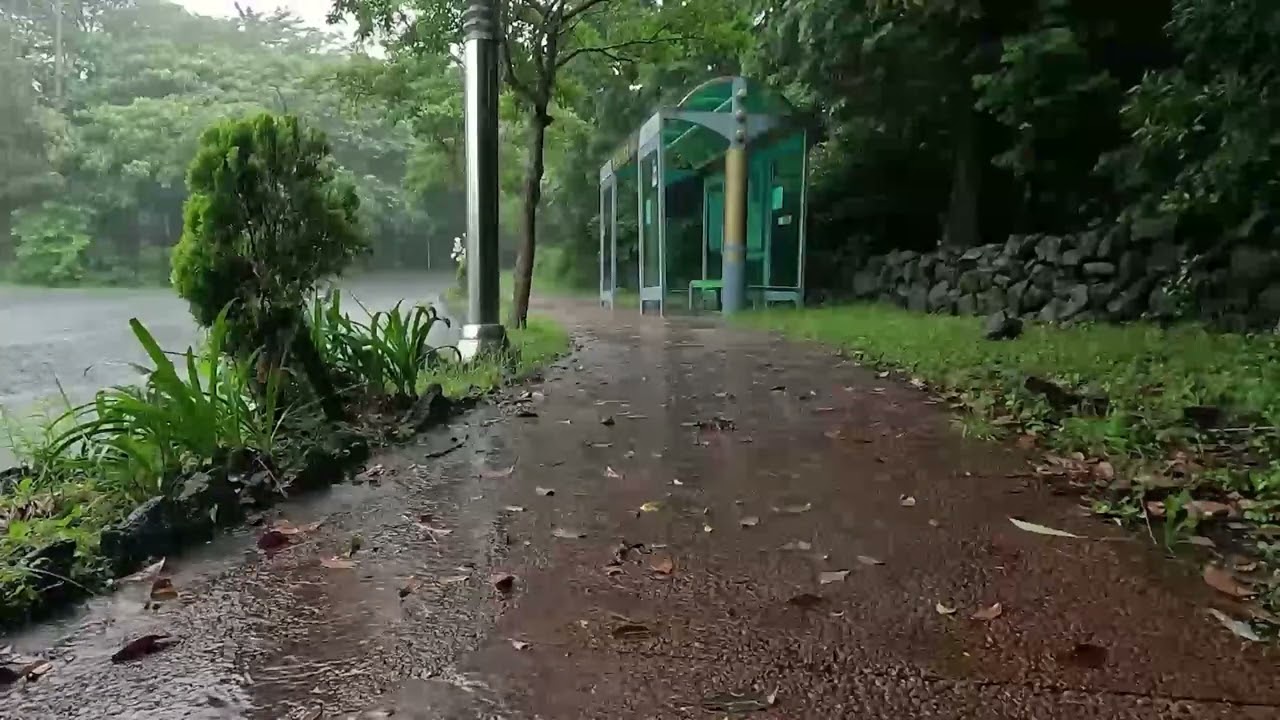 Rainy Bus Stop Ambiance