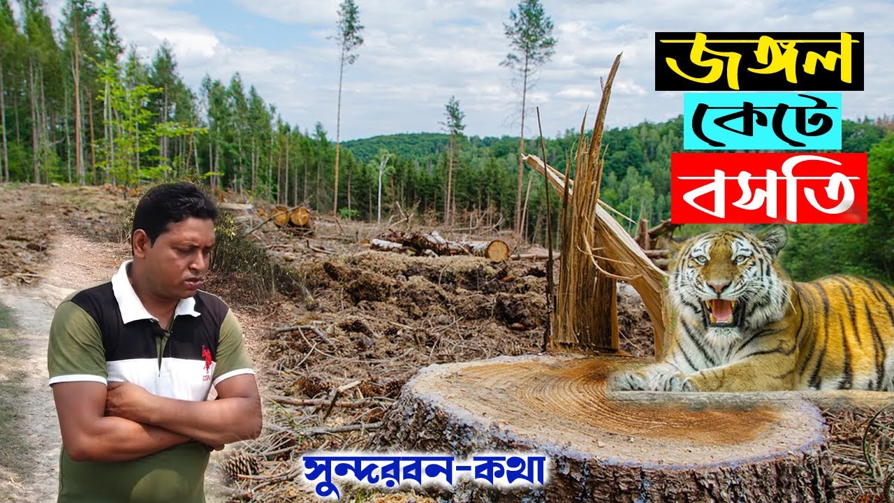 বাঘের জঙ্গল কেটেই বসতি | sundarban jungle adventure | tiger forest clearing settlement in sundarban