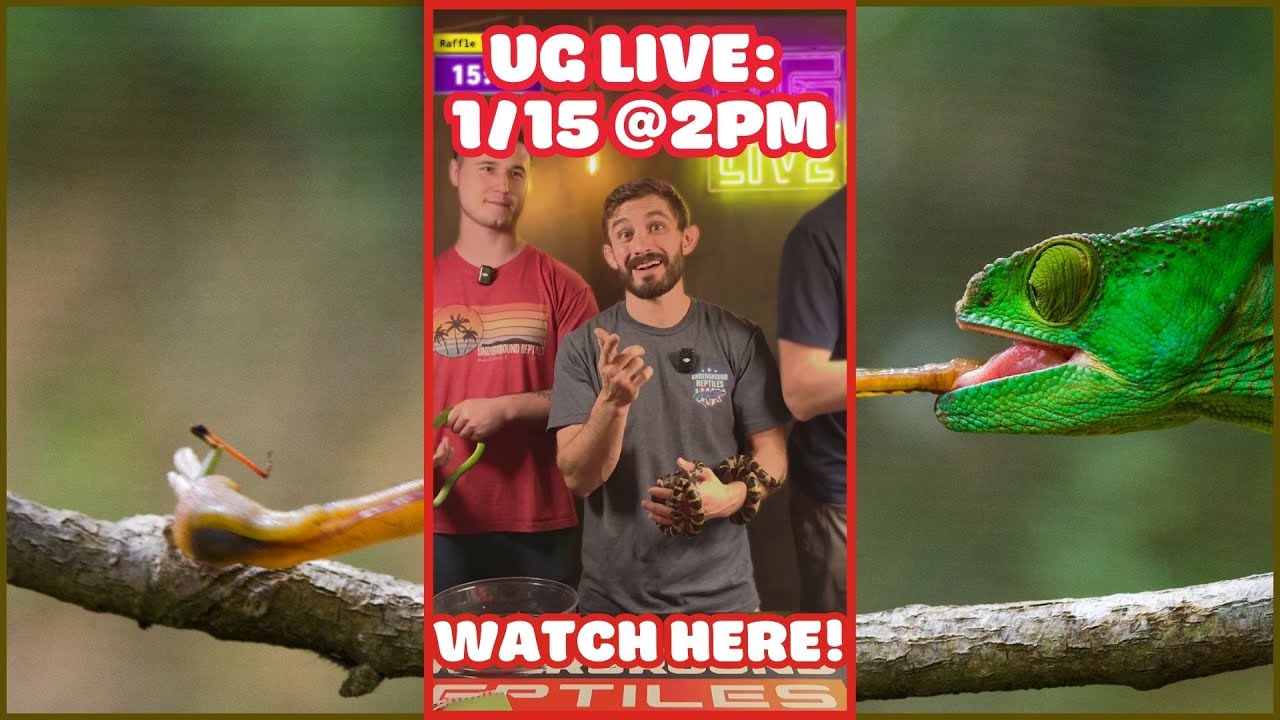 UG LIVE SHOW - 1/15 @ 2 PM EST