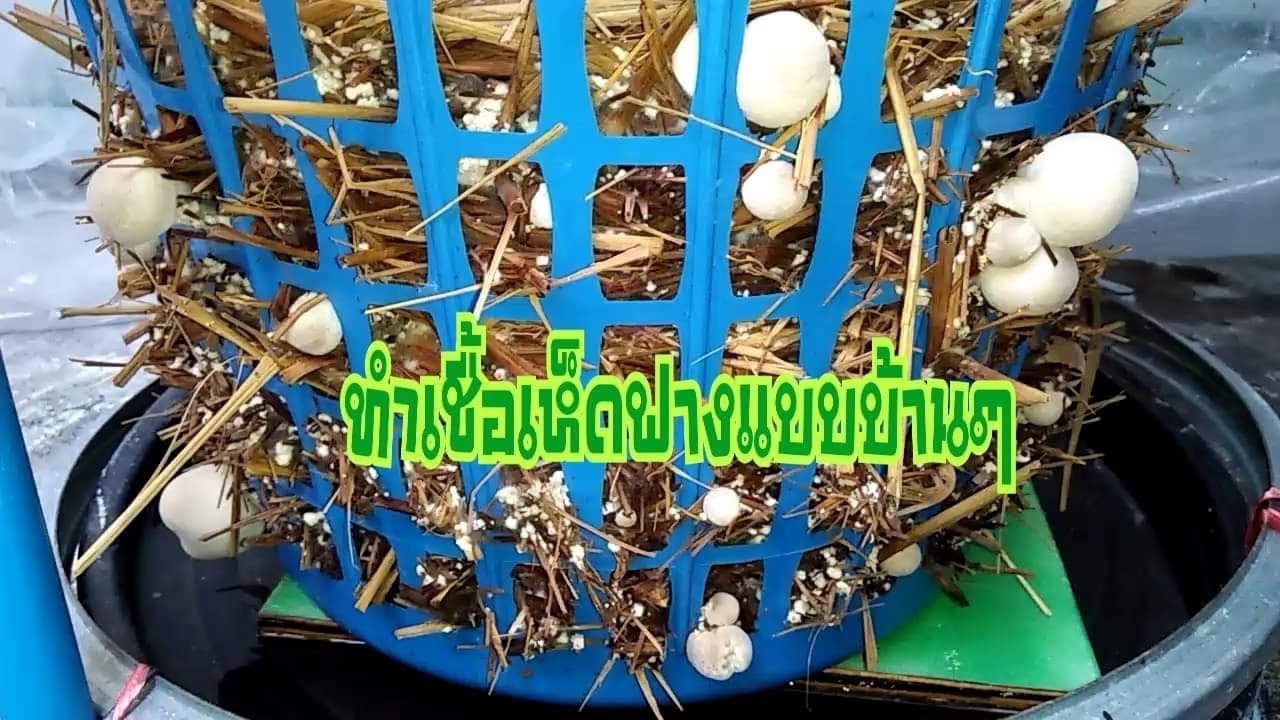 วิธีการเพาะเห็ดฟางในตะกร้า ตอนที่ 1